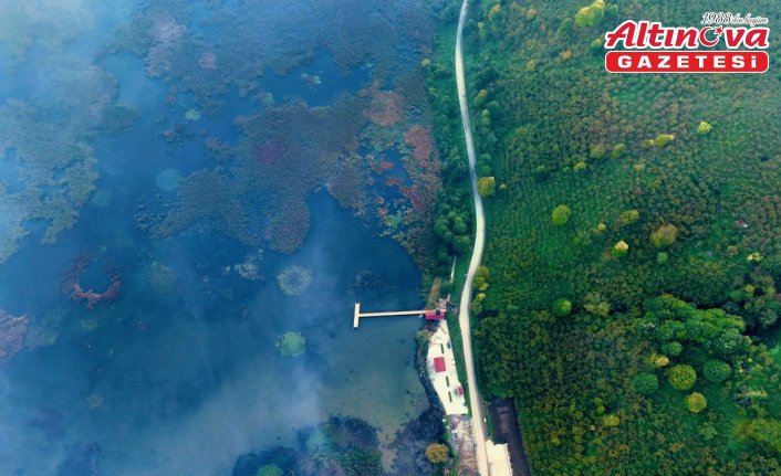 Efteni Kuş Cenneti'nde sonbahar renkleriyle sis ahenk oluşturdu