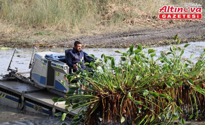 Hatay'da istilacı su sümbülleri kadınların elinde gelir kaynağına dönüşüyor