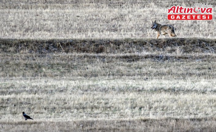 Kars kırsalında kurt ve vaşak görüntülendi