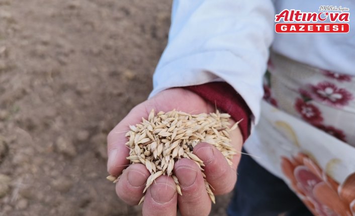 Kastamonu'da “buğdayın atası“ siyezin ekimine başlandı