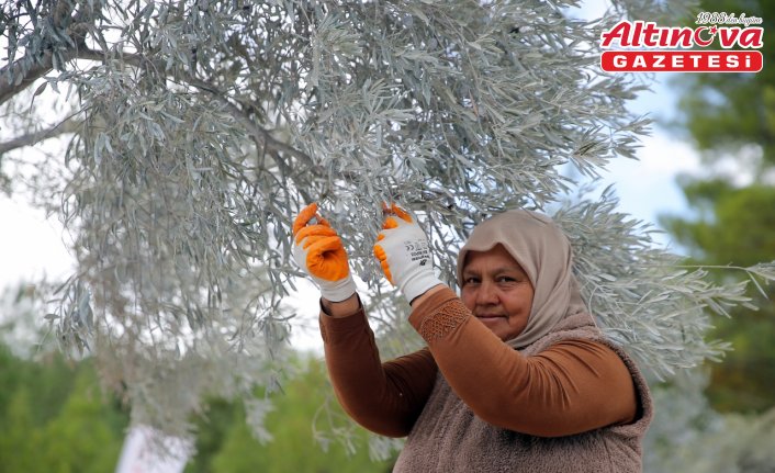 Muğla'da maden rehabilitasyon projesinde zeytin fidanları toprakla buluşturuldu