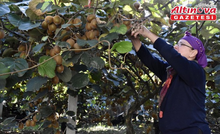 Ordu'da üreticiler tescilli kivide hasada devam ediyor