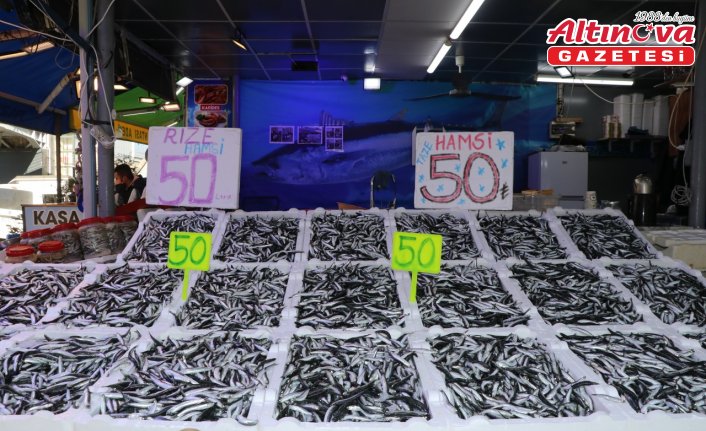 Rize'de hamsinin kilogramı 50 liradan satılıyor