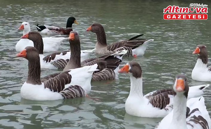 Samsun'un Kavak ilçesinde kaz yetiştiriciliği çalıştayı ve Kaz Günü düzenlenecek