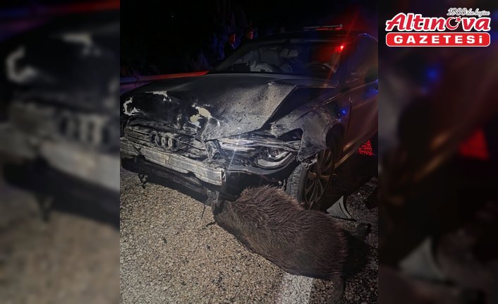 Sinop Belediye Başkanı Gürbüz'ün makam aracı Kastamonu'da domuz sürüsüne çarptı