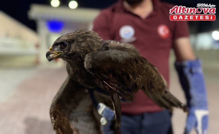 Sinop'ta yaralı kızıl şahin tedavi altına alındı