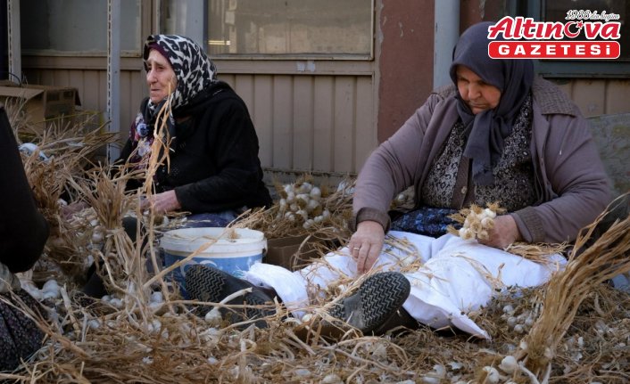 Taşköprü'de sarımsak üreticileri “sıvama“ adı verilen temizlik işlemini yapıyor