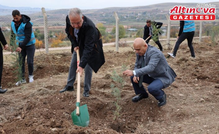 Tokat'ta fidan dikim etkinliği yapıldı