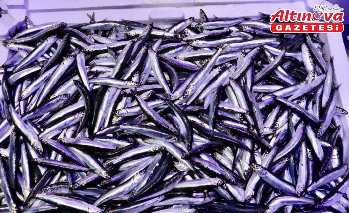 Trabzon'daki balıkçı tezgahlarında hamsi bolluğu devam ediyor