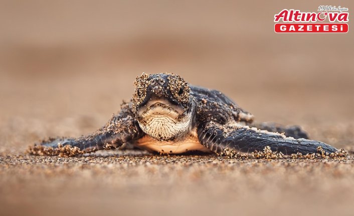 Yeşil deniz kaplumbağalarının nesli artık tükenme tehdidi altında değil