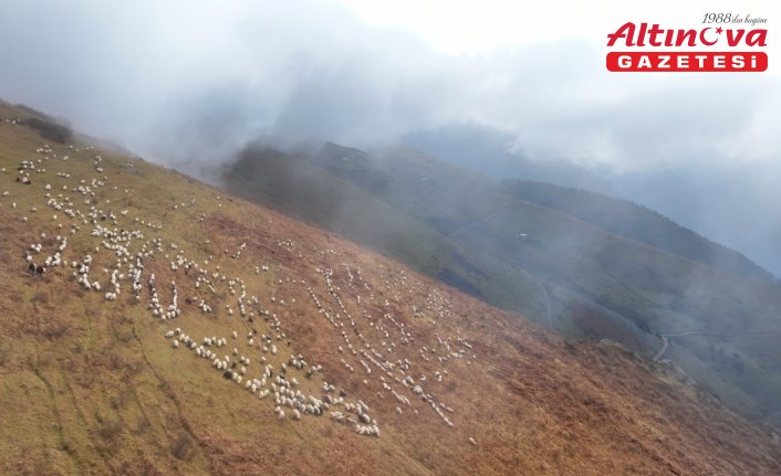 Zirvedeki Saveriksa Yaylası'nda besicilerin mesaisi sürüyor