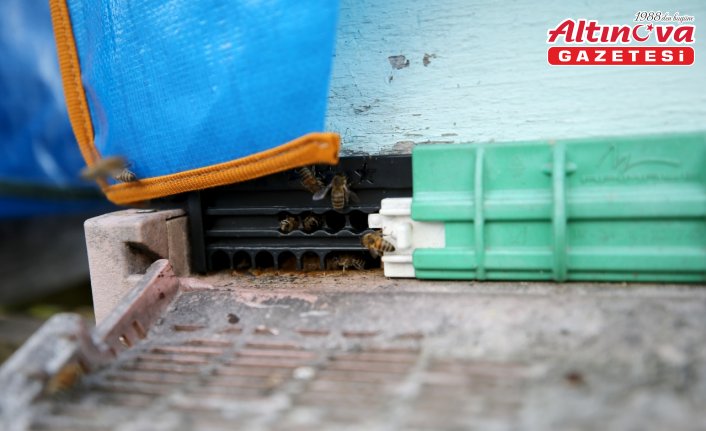 AB'den coğrafi tescil alan Yenice ıhlamur balını markalaştırma çalışmaları sürüyor