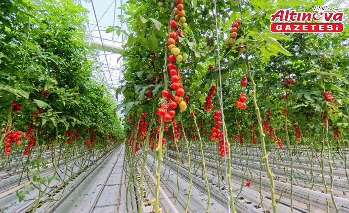 Bafra Sera Organize Tarım Bölgesi'nden 3 ülkeye ihracat yapılıyor