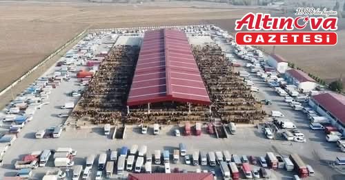 Çorum'da kapalı olan hayvan pazarları 29 Aralık'ta yeniden açılacak