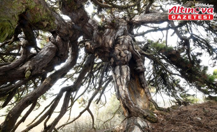 Dalları aşağıya doğru uzanan çam ağacı şemsiyeyi andıran görüntüsüyle dikkat çekiyor