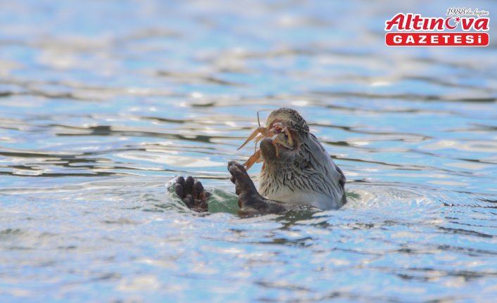 Karabük'te nesli tehlike altında olan su samuru görüntülendi