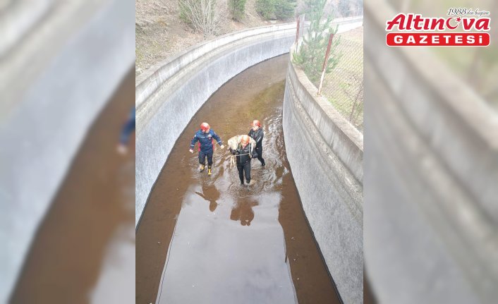 Ordu'da su kanalına düşen karaca itfaiye ekiplerince kurtarıldı
