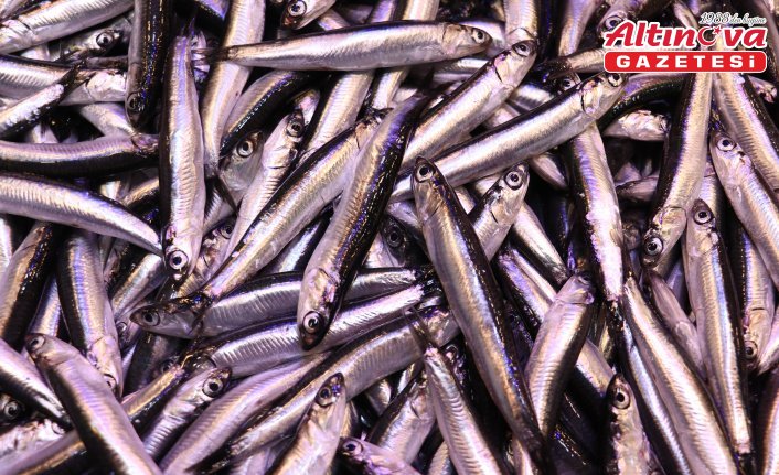 Trabzon'da hamsinin kilogramı 100 liraya yükseldi