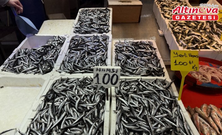 Trabzon'da hamsi ve istavrit 100 liradan satılıyor