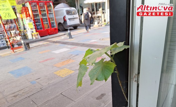 Zonguldak'ta esnaf iş yerindeki duvarın arasından çıkan fidanı büyütüyor