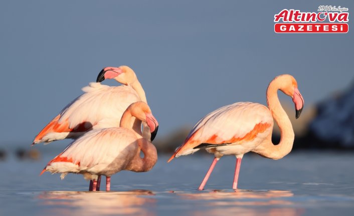 Kastamonu'da Ezine Çayı'na gelen flamingonlar renkli görüntüler oluşturdu