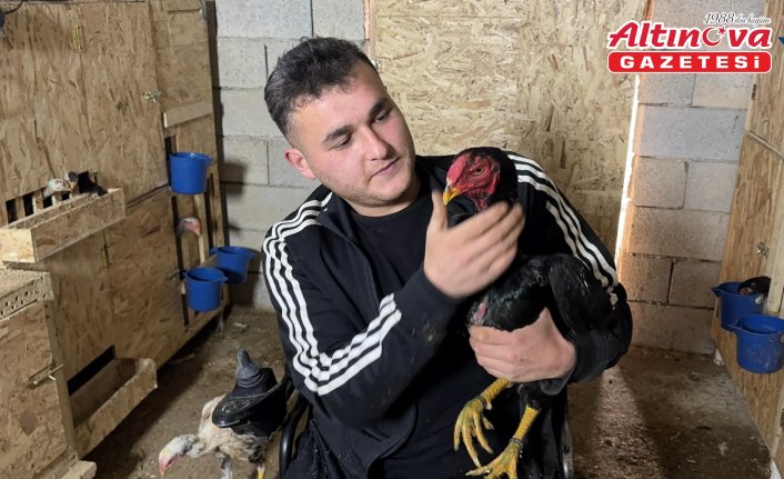 Mandıra kuran bedensel engelli genç, tekerlekli sandalyeyle ahıra girip hayvanlarını besliyor