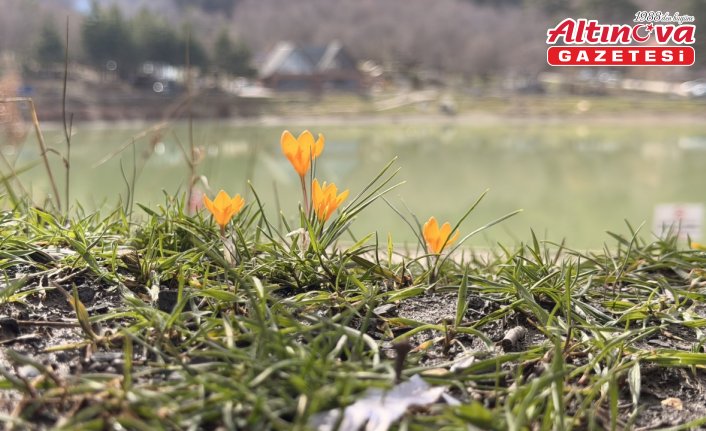 Çorum'da Yeşil Göl'ün çevresi çiğdem ve menekşelerle kaplandı