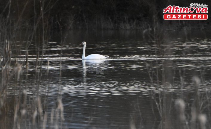 Göç yolunda yorgun düşen kuğular doğa koruma ekiplerinin gözetiminde