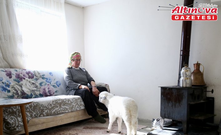 Kuzusunu yanından ayırmayan kadın görme engelli buzağıya da ışık oluyor