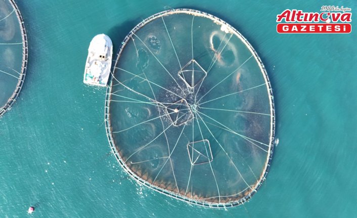 Ordu'da kafes balıkçılığı tesislerinde 2025'te 6 bin ton üretim gerçekleşti