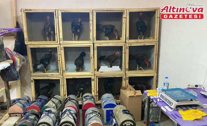 Samsun'da horoz dövüştüren 91 kişiye 1 milyon 55 bin lira ceza verildi