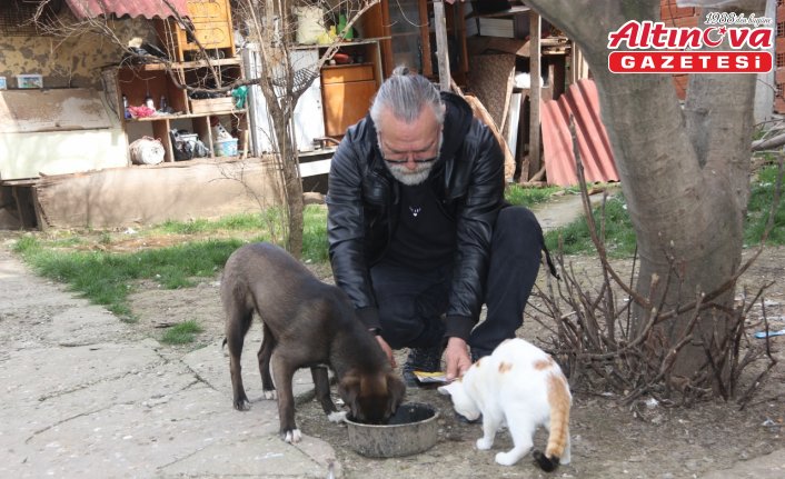 Amasya'da köpek Oskar ile kedi Çiçek'in dostluğu örnek oluyor