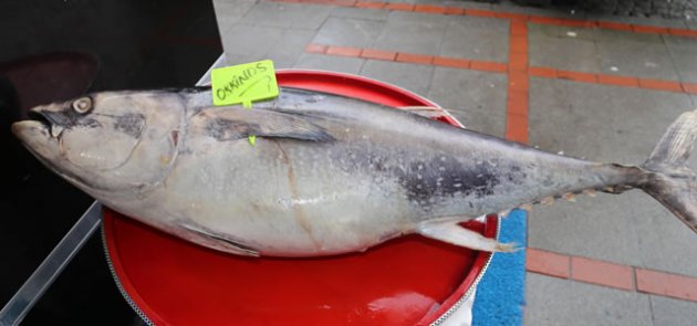 61 kilogramlık orkinos ilgi odağı oldu