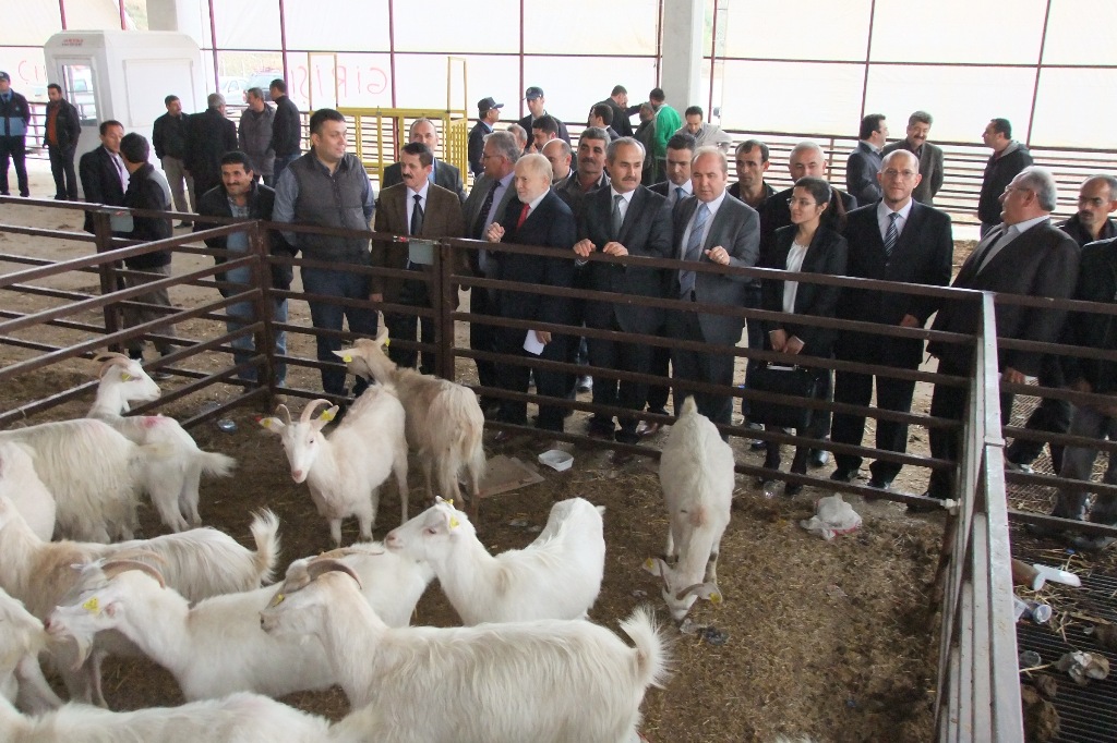 Bafra'da 143 adet Saanen keçisi dağıtıldı