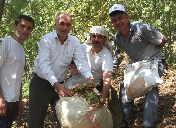 BAFRA VE 19 MAYIS İLÇESİNDE FINDIK HASADI BAŞLADI  