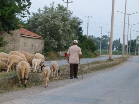 Şehir Merkezinde Refüjde Koyun Otlatılıyor