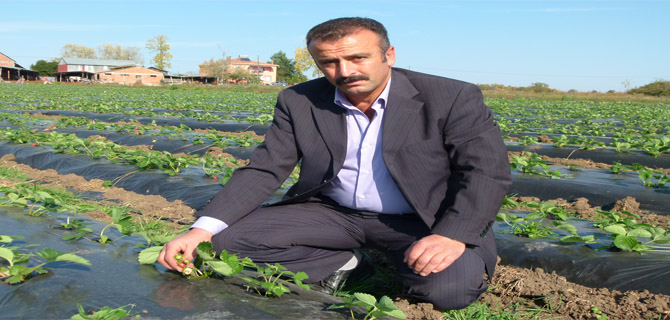 BAFRA'DA ÇİLEK ÜRETİMİ HER GEÇEN YIL ARTIYOR
