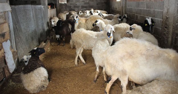 AĞILDAKİ 5 KUZU TELEF EDİLMİŞ HALDE BULUNDU