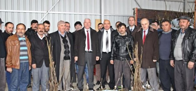 Alaçam da Çiftçilere Ücretsiz 1500 Ceviz Fidanı Dağıtıldı