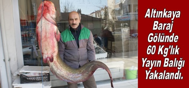 Altınkaya Baraj Gölünde 60 Kilogramlık Yayın Balığı Yakalandı