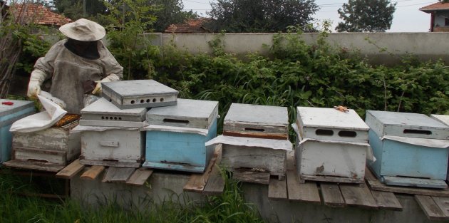 ARILAR, YAKINTAŞ MAHALLESİNİ SEVDİ