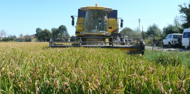 BAFRA OVASINDA ÇELTİK HASADI DEVAM EDİYOR