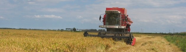 Bafra Ovasında Çeltik Hasadına Başlandı