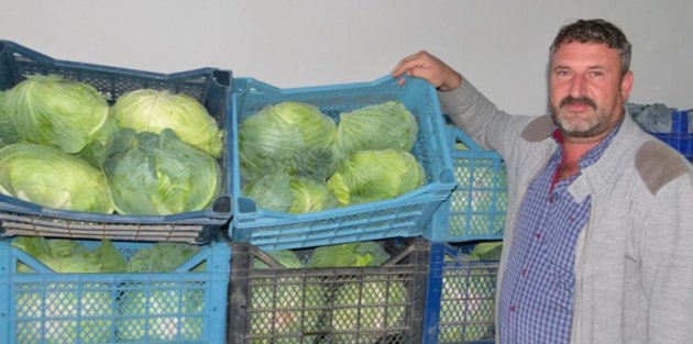 Bafra Ovasında, Kışlık Sebze Sezonu Başladı