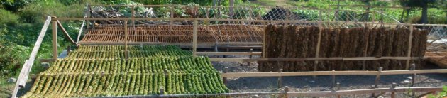 BAFRA TÜTÜNÜ YENİDEN HAYAT BULDU