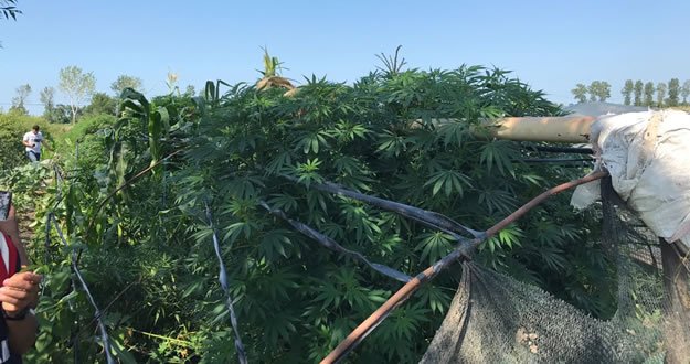 Bafra'da 190 Kök Esrar Yakalandı