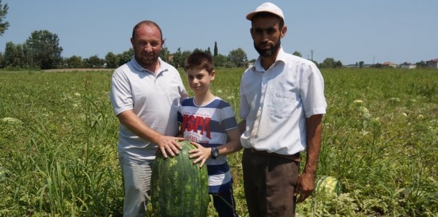 Bafra’da 35 Kilo Ağırlığında Karpuz Üretildi