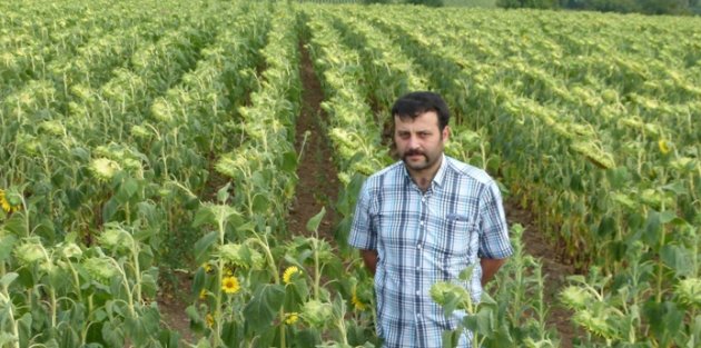 BAFRA’DA AYÇİÇEĞİ EKİMİ HER GEÇEN GÜN ARTIYOR