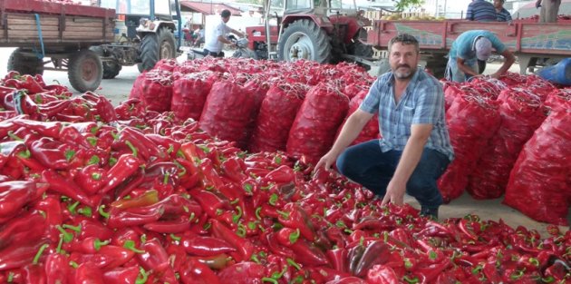 BAFRA’DA KAPYA BİBER SEZONU AÇILDI