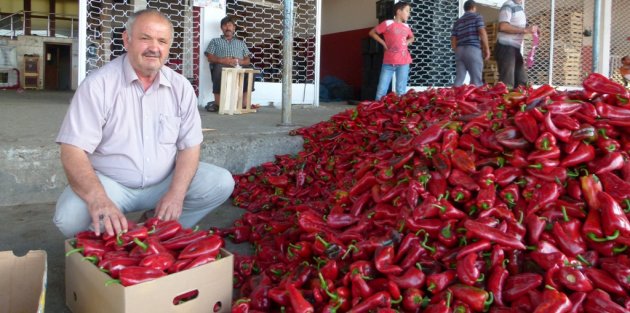 BAFRA’DA, KIRMIZIBİBER YÜZ GÜLDÜRÜYOR